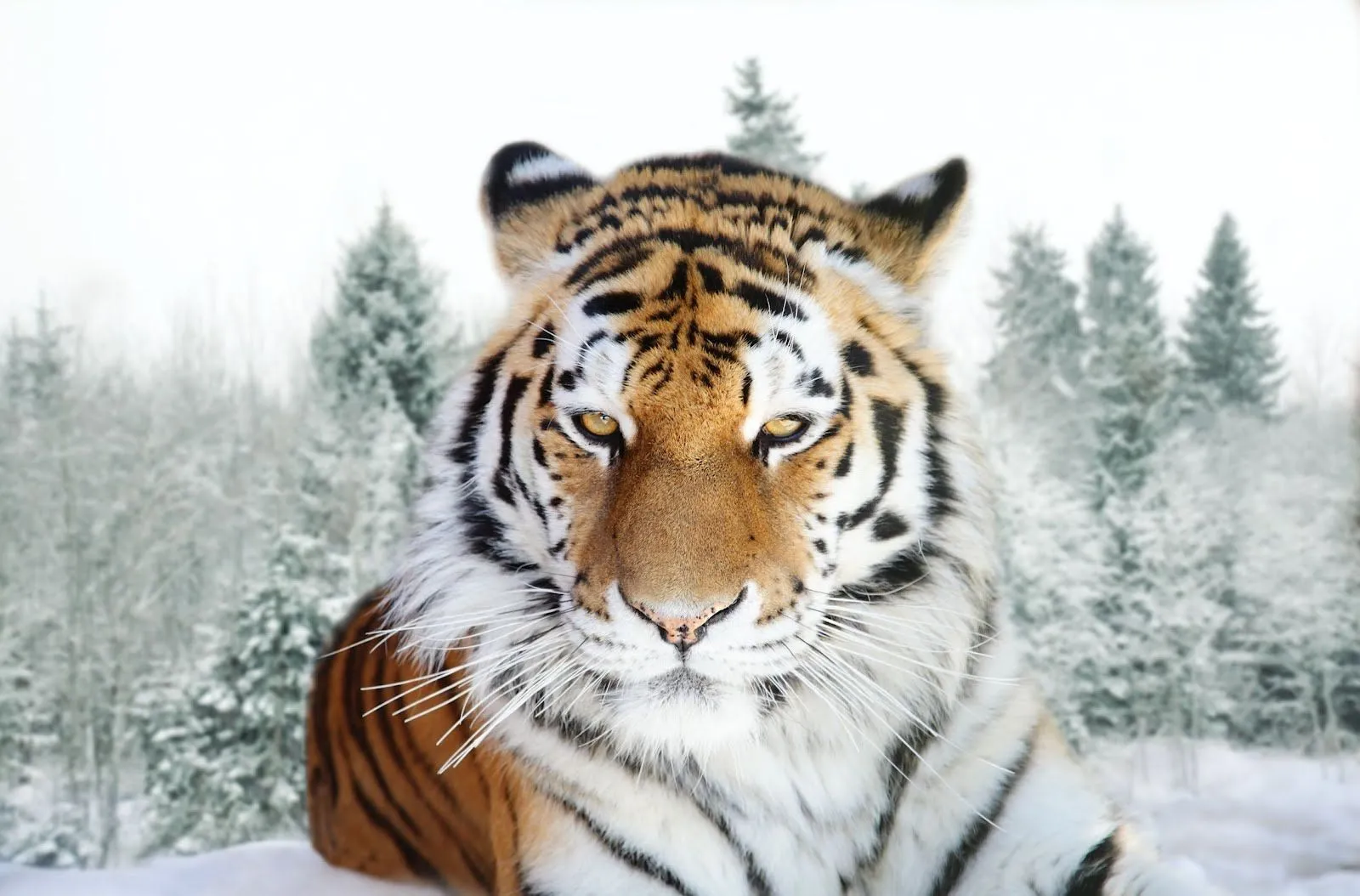 Imagen - Tigre-de-amur-tiger-animales-felinos-salvajes.jpg - Kung ...