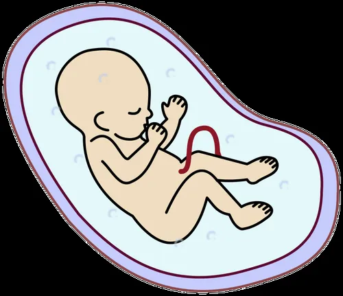 Imagen vectorial de embrión humano | Vectores de dominio público