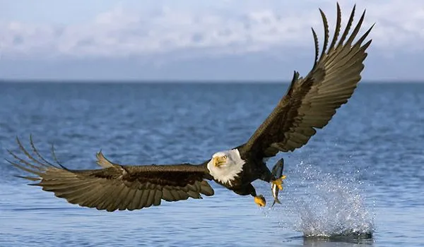 Noticia: Emblemática águila calva estadounidense 'levanta vuelo'