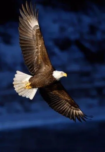 imagenes de aguilas volando en las alturas | juan | Pinterest imagenes de aguilas volando en las alturas | juan | Pinterest