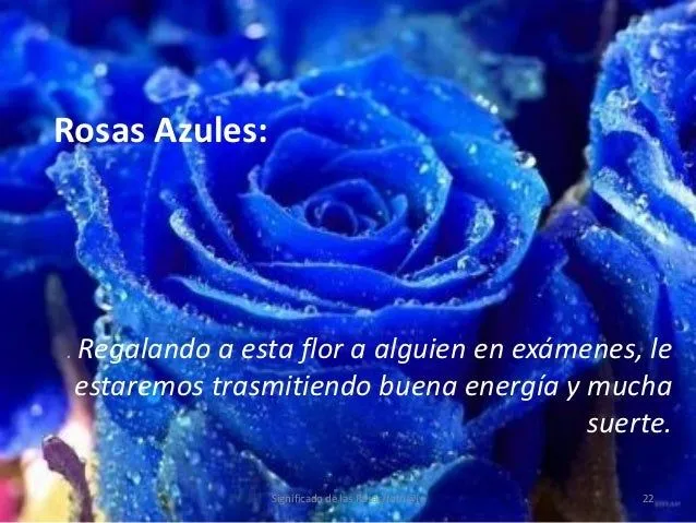 Rosas azules con frases de amor | imagenes de amor con rosas azules