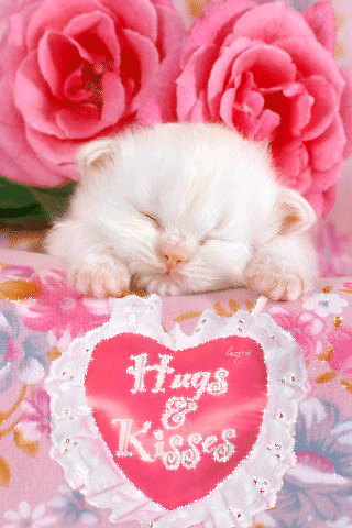 Imágenes animadas de lindos gatitos con detalles y gestos de amor Imágenes animadas de lindos gatitos con detalles y gestos de amor