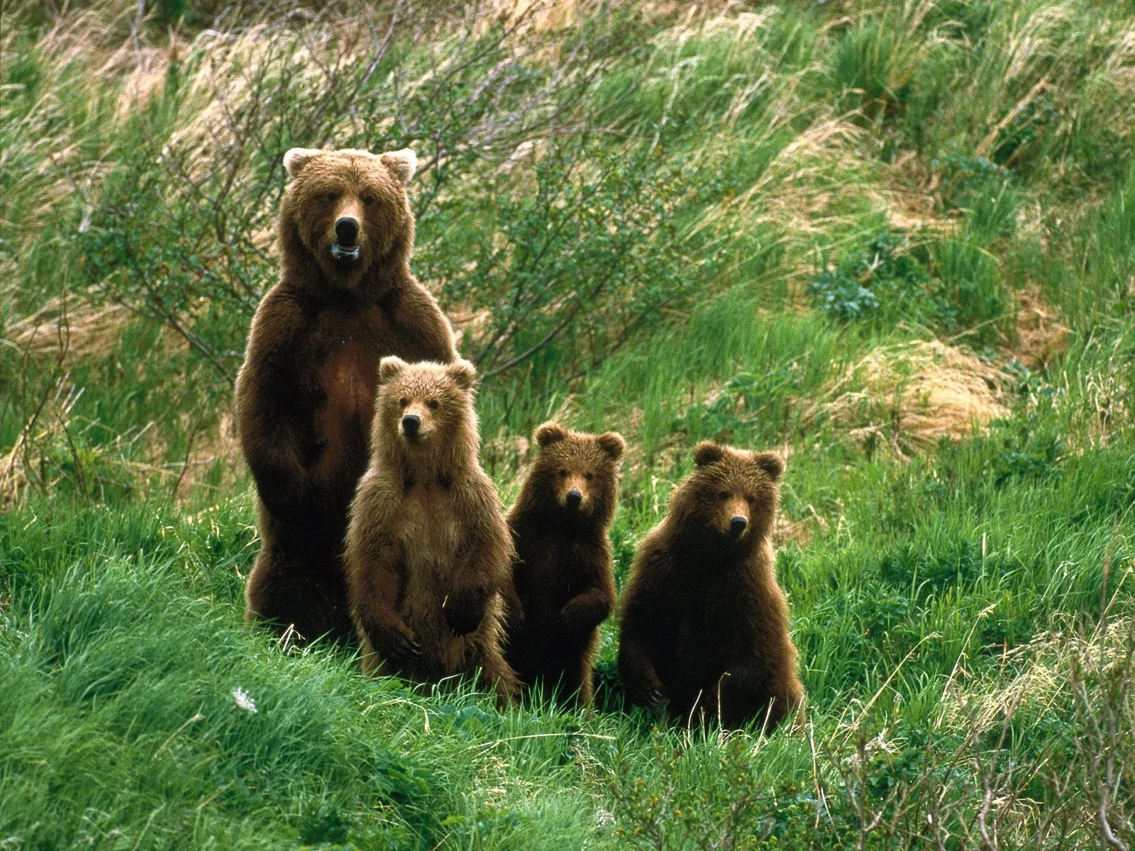 IMAGENES ANIMALES EN ALTA DEFINICION: IMAGEN FAMILIA DE OSOS IMAGENES ANIMALES EN ALTA DEFINICION: IMAGEN FAMILIA DE OSOS