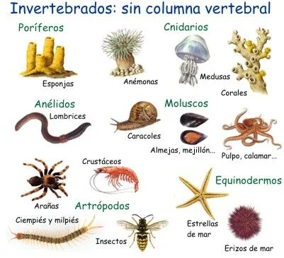 Imagenes de animales invertebrados con sus nombres - Imagui
