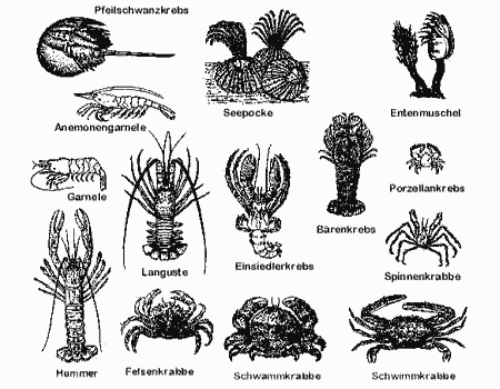 Imagenes de animales marinos crustáceos - Imagui