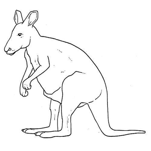 Dibujo de animales OMNIVOROS para pintar - Imagui Dibujo de animales OMNIVOROS para pintar - Imagui