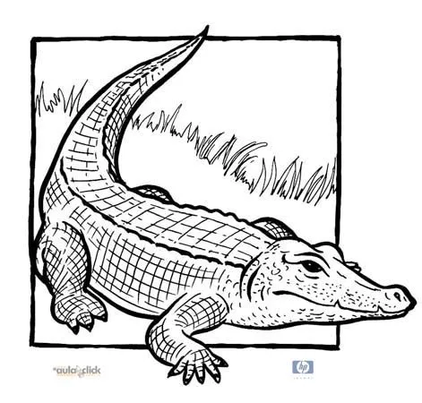 Imagenes de animales reptiles para colorear - Imagui