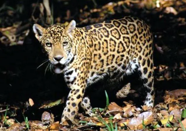 Imagenes de animales de la selva peruana - Imagui Imagenes de animales de la selva peruana - Imagui