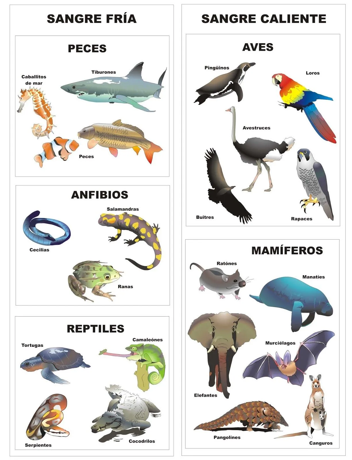 Imágenes de animales vertebrados para imprimir | Material para ...