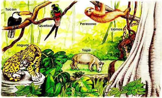 Imágenes de animales que viven en la selva - Imagui