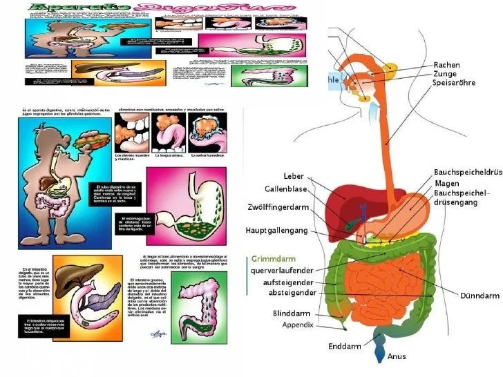 Sistema digestivo explicación para niños - Imagui