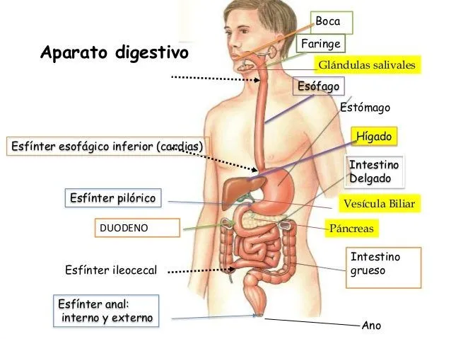 Imágenes del aparato digestivo - Imagui