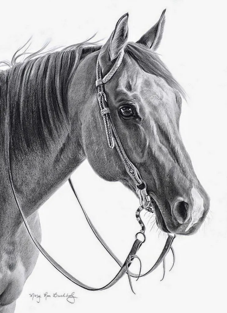 Imágenes Arte Pinturas: Dibujos de Caras o Cabezas de Caballos a Lápiz Imágenes Arte Pinturas: Dibujos de Caras o Cabezas de Caballos a Lápiz