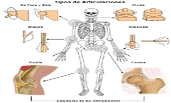 Anatomía humana general (página 2) - Monografias.com