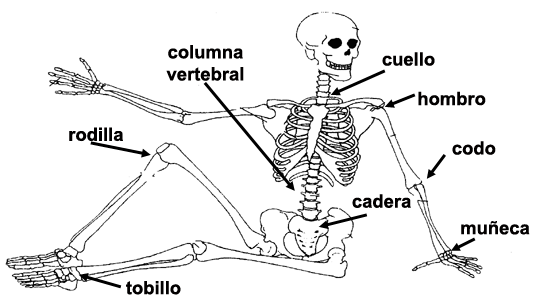 Imagenes de las articulaciones del cuerpo humano para niños - Imagui
