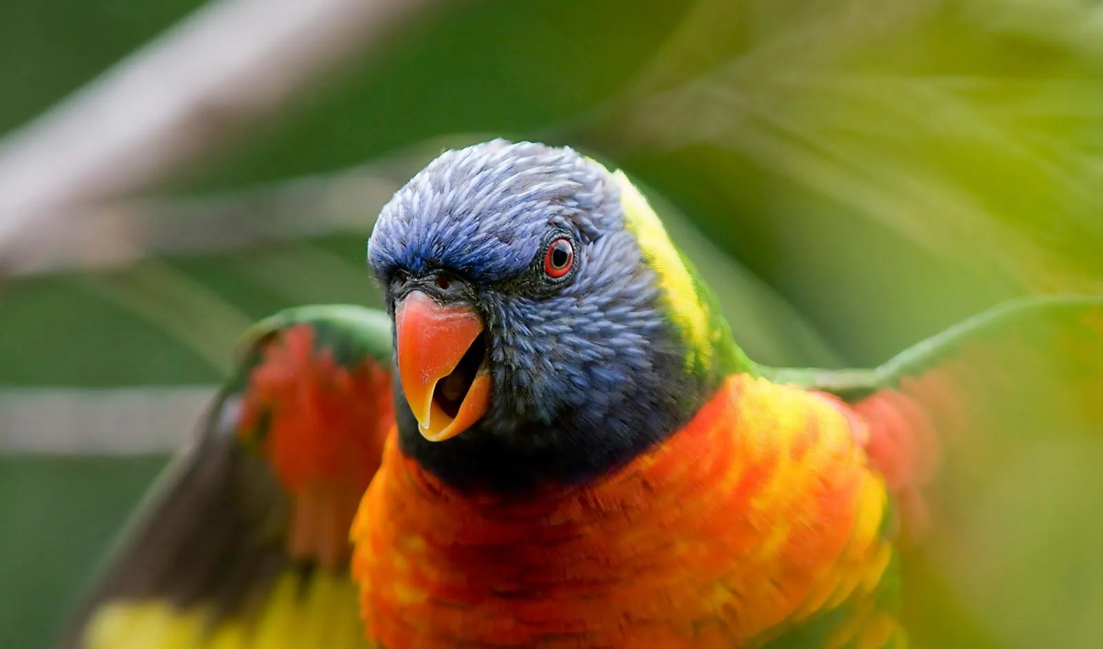 Imágenes de Aves Exóticas en HD | Fotos e Imágenes en FOTOBLOG X Imágenes de Aves Exóticas en HD | Fotos e Imágenes en FOTOBLOG X
