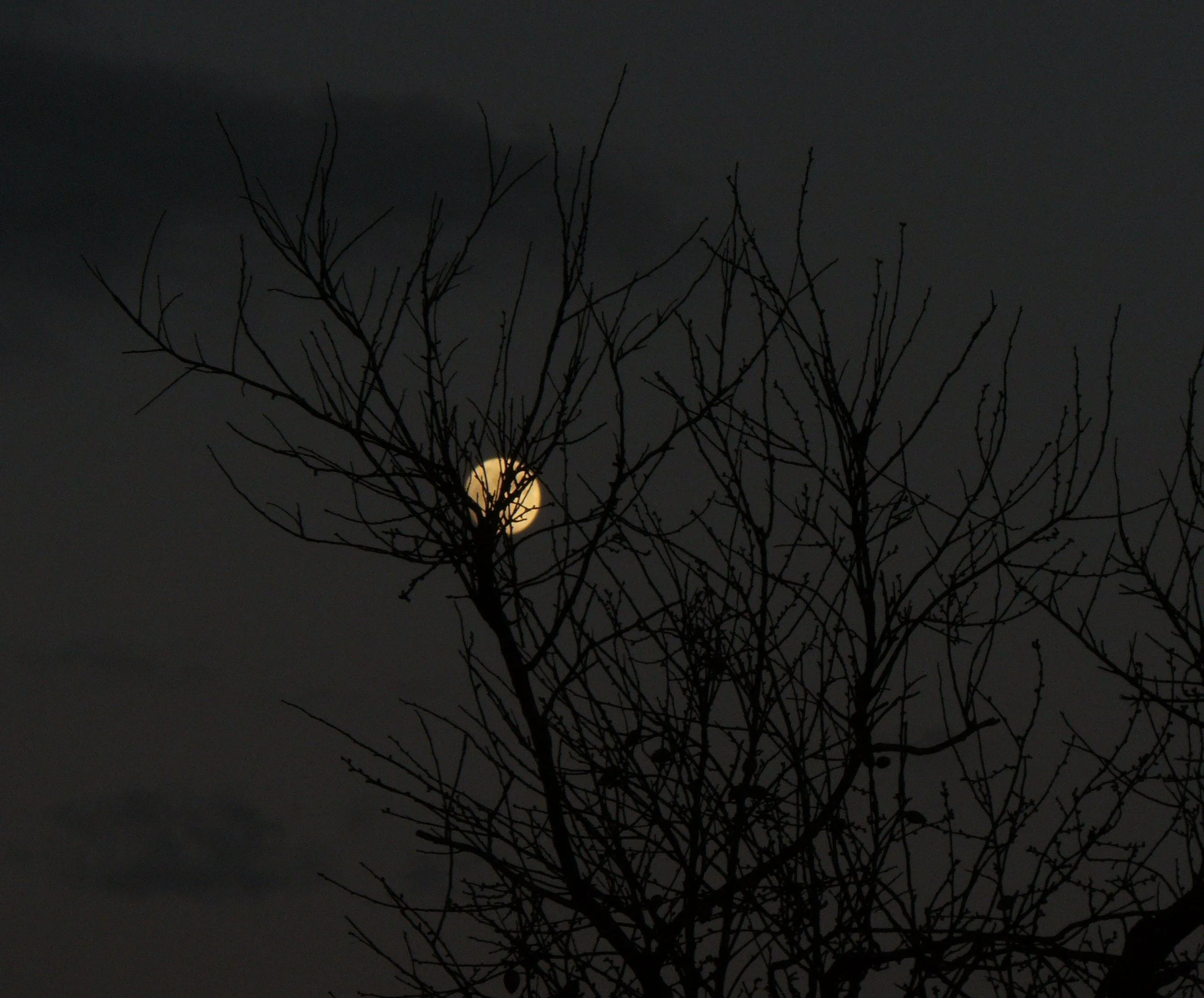 Imágenes de bosques y paisajes tenebrosos - Taringa! Imágenes de bosques y paisajes tenebrosos - Taringa!