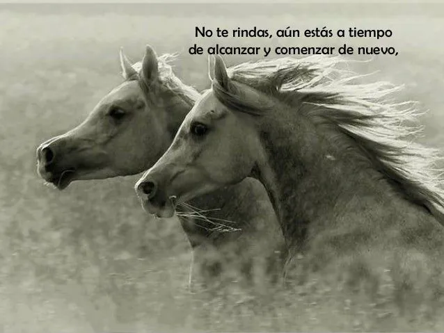 Fotos de caballos con mensajes - Imagui