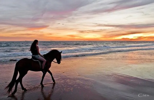 Imagenes de caballo en la playa - Imagui