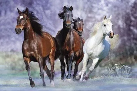 Imagenes de caballos salvajes corriendo - Imagui