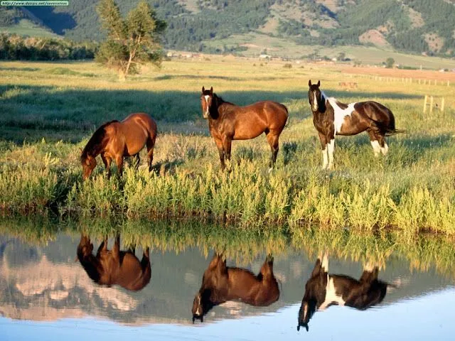 Wallpapers (Fondo de Pantalla) HD - Alta calidad (1366x768 o ... Wallpapers (Fondo de Pantalla) HD - Alta calidad (1366x768 o ...