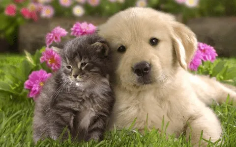 Fotos e Imagenes: Cachorros de Gato y Perro