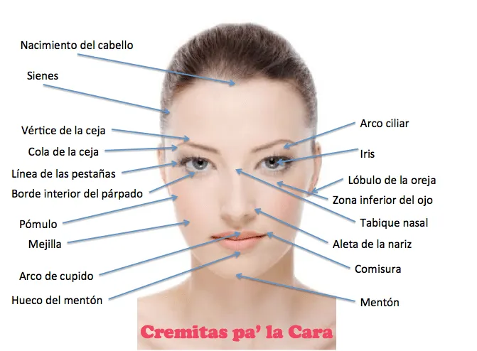 Partes del rostro y sus nombres - Imagui