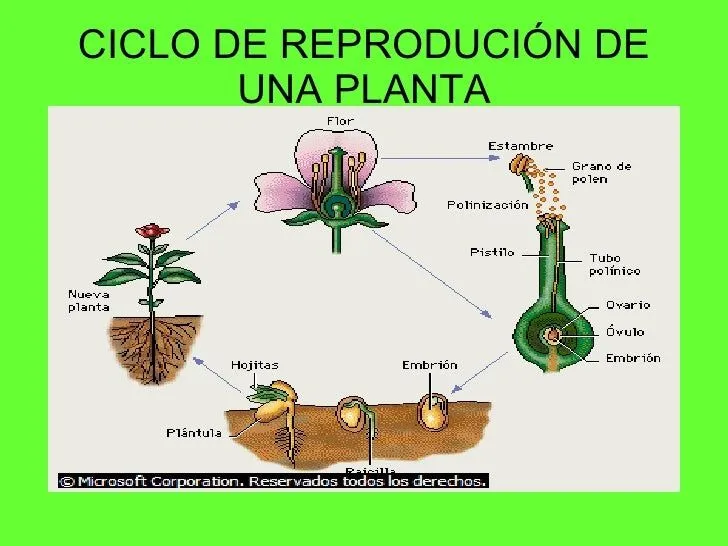 Imagenes del ciclo de la vida de una planta - Imagui