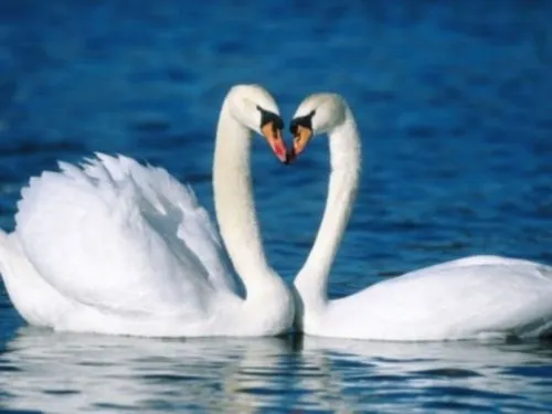 Imágenes de Cisnes enamorados | Imagenes Tiernas - Imagenes de Amor