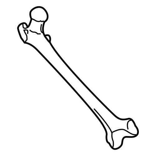 IMAGENES DE LAS CLASES DE HUESOS PARA COLOREAR - Imagui IMAGENES DE LAS CLASES DE HUESOS PARA COLOREAR - Imagui