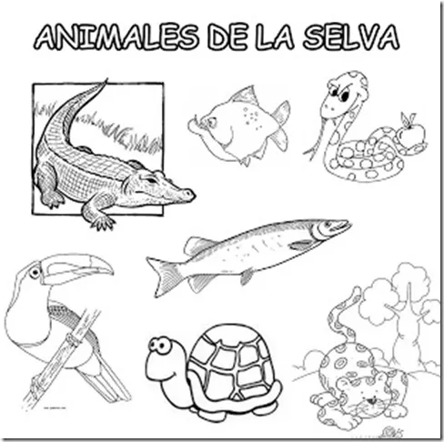 Animales de la selva peruana para colorear - Imagui