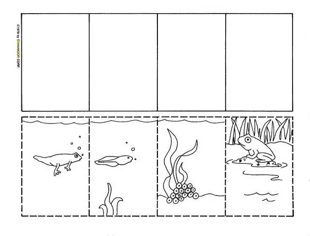 Ciclo de vida de una rana para colorear - Imagui