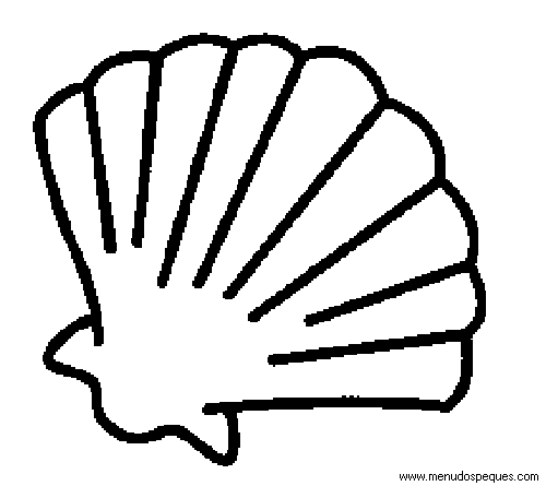 Conchas de mar en dibujo - Imagui