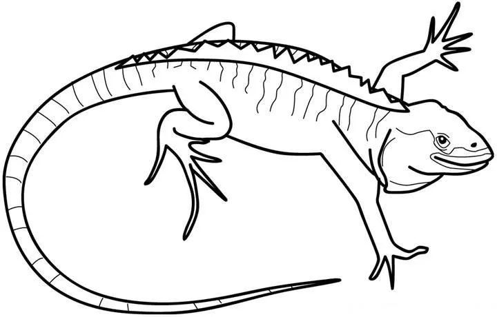 Dibujo del animal iguana - Imagui