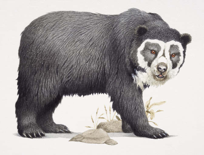 Imagenes para colorear oso frontino - Imagui