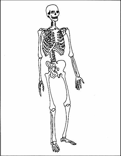 El Sistema óseo | Dalcahueduca