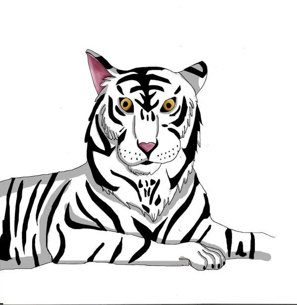 El tigre de bengala dibujo para imprimir - Imagui