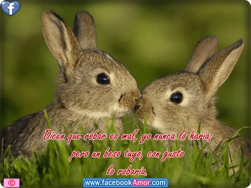 Imagenes de conejitos con frases etiquetar en facebook Imagenes ... Imagenes de conejitos con frases etiquetar en facebook Imagenes ...