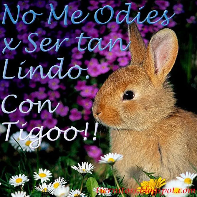 Imagenes de Conejitos Tiernos Con Frases Para Facebook Gratis ...