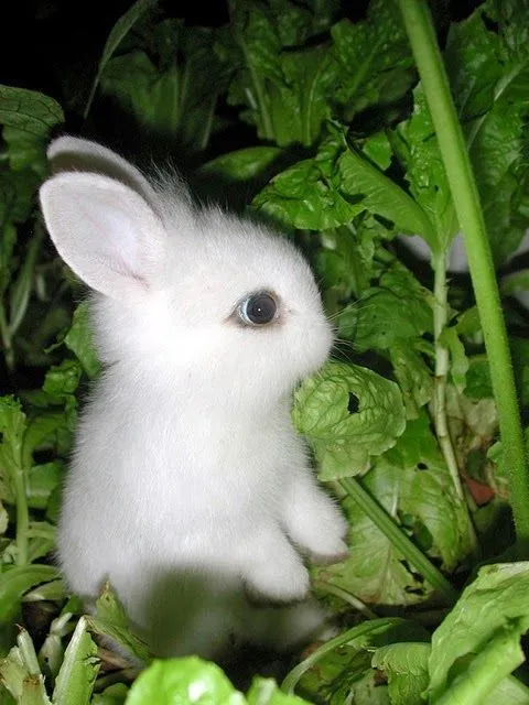 Imagenes de Conejos: Hermoso conejito blanco bebe 23-03-14 ...