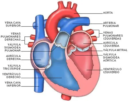Dibujo del corazon humano con sus partes - Imagui
