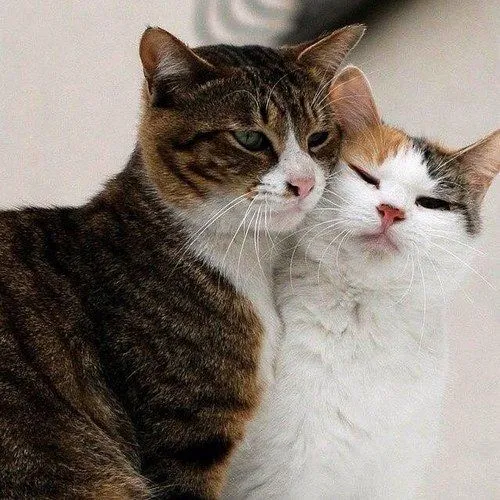 imagenes-de-amor-con-gatos-1.jpeg