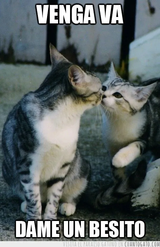 imagenes-de-amor-con-gatos-3.jpg
