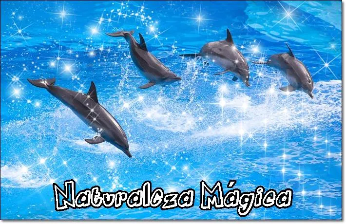 Imagenes de delfines en movimiento gratis - Imagui