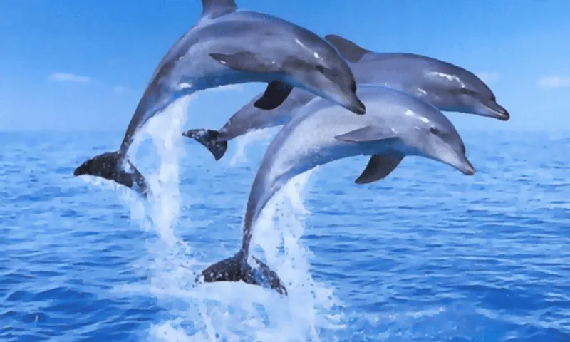 Fondos De Pantalla De Delfines - Aplicaciones Android en Google Play Fondos De Pantalla De Delfines - Aplicaciones Android en Google Play