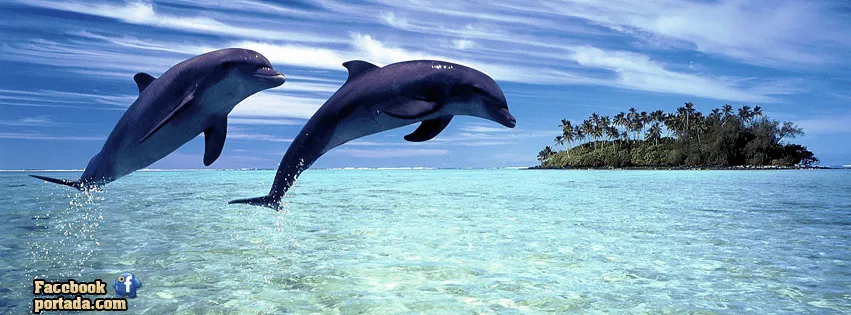 Imagenes de delfines para subir en Facebook - Imagui