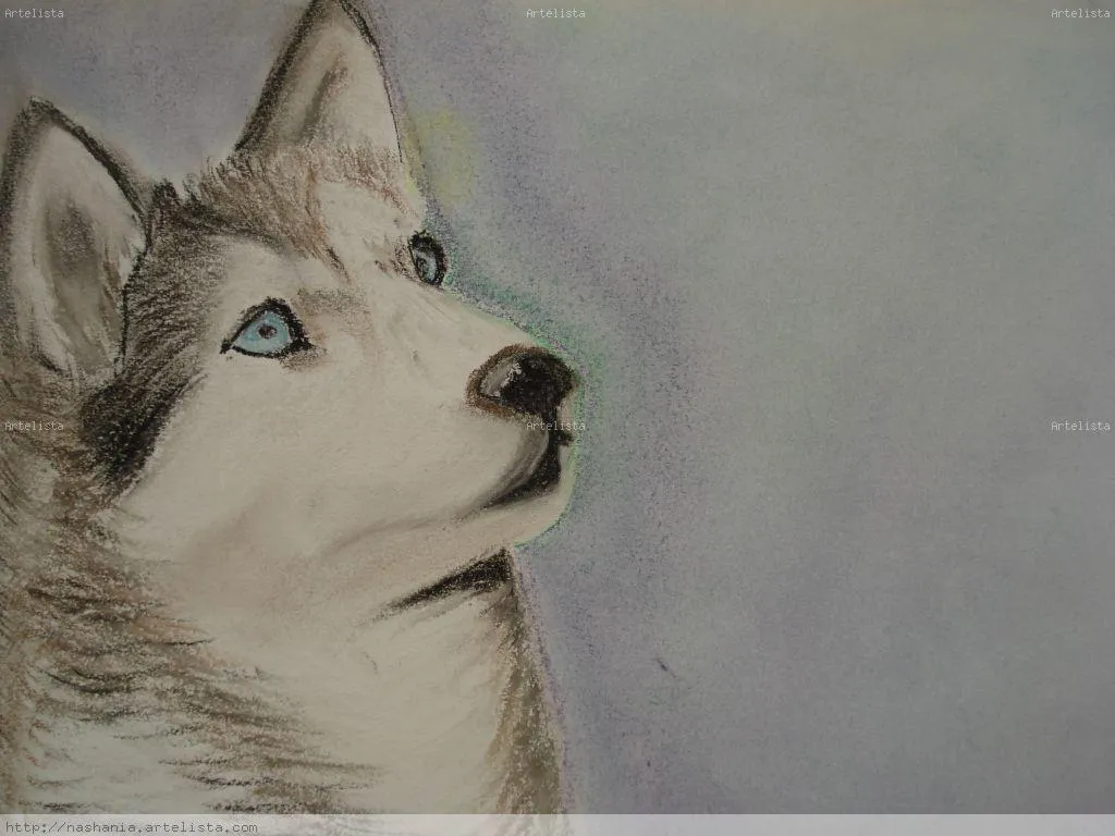 Imagenes de dibujos de husky siberiano para colorear - Imagui