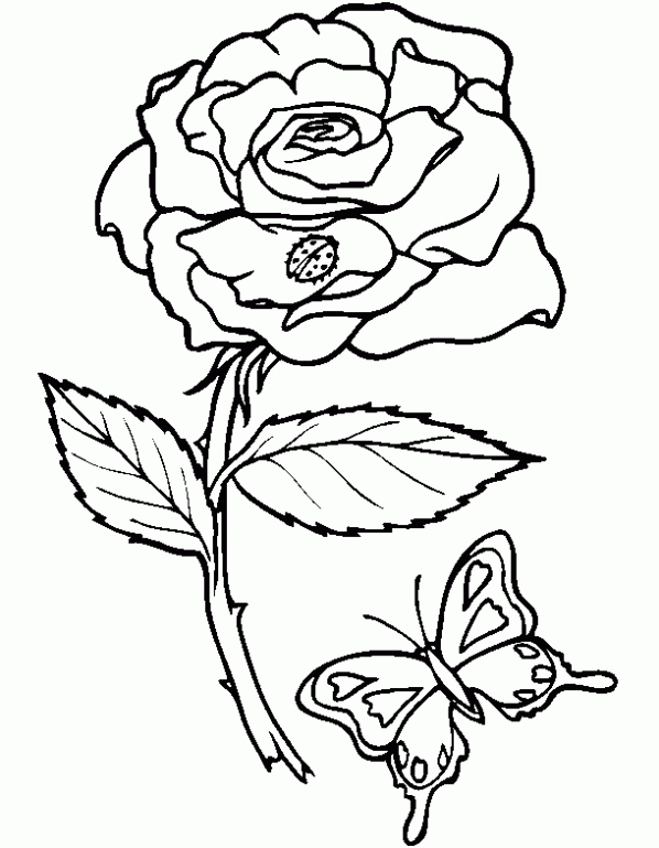 Dibujo de Rosa y mariposas. Dibujo para colorear de Rosa y ...