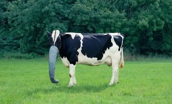Nueva-especie-vaca-elefante.jpg