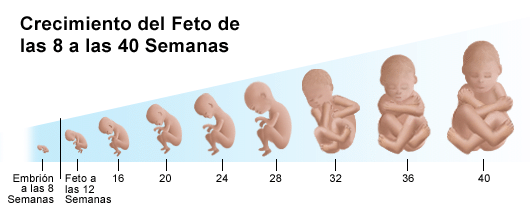 Crecimiento del feto mes a mes - Imagui